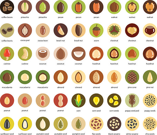 illustrations, cliparts, dessins animés et icônes de jeu d’icônes vectorielles noix et graines - pine nut illustrations