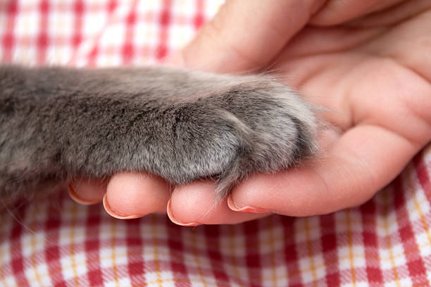 istock Fluffy gray kitten paw in the women's palm, hand 618971394