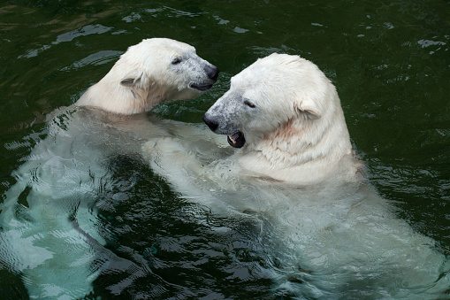 Polar bears (Ursus maritimus) swimming. Wildlife animal.