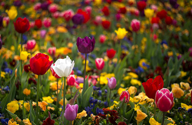 istock Tulip and many flower blossom in Floriade Canberra 2016 618973030