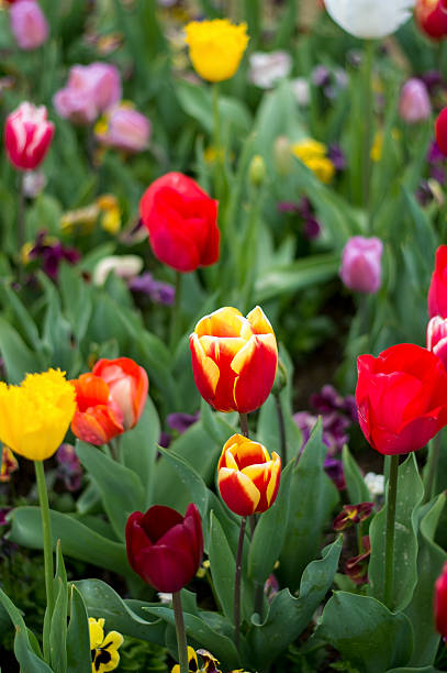 istock Tulip and many flower blossom 618975334