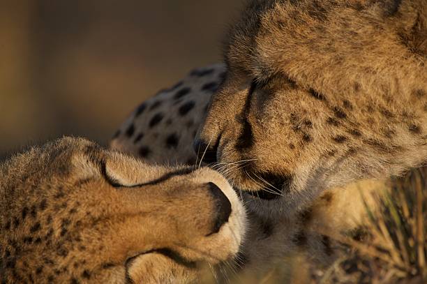 istock Tenderness: Kiss of two cheetah 618975632