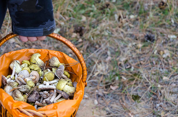 Mushrooms in a wicker basket in the woods