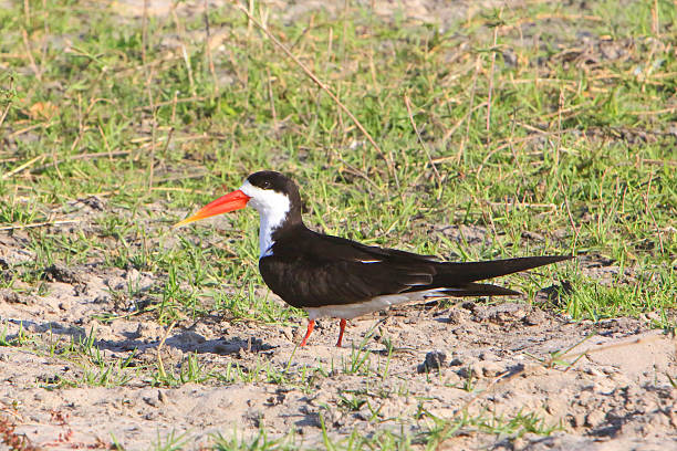 istock African skimmer in Chobe River Chobe National Park, Okavango, Botswana 618976688