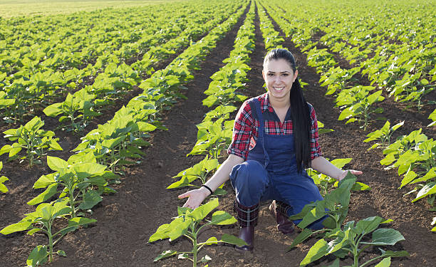 istock Farmer girl in sunflower field 618977402
