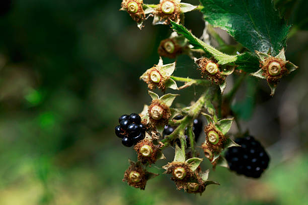 istock the blackberry plant 618977834