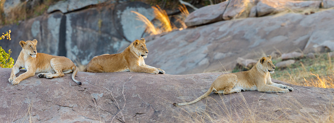 Female Lions 