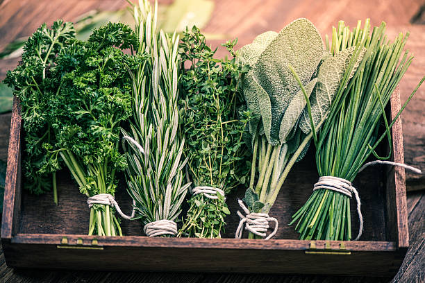 vista ravvicinata sulle erbe fresche - rosemary herb vegetable garden herbal medicine foto e immagini stock