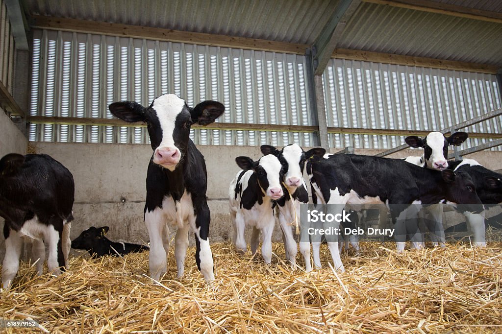 Baby calves in a barn Carmarthenshire 2016 Calf Stock Photo