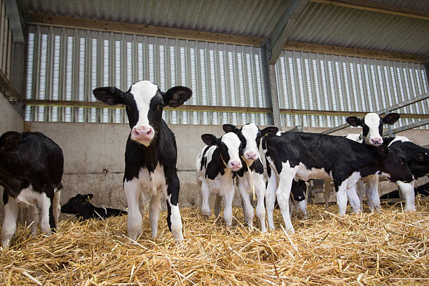 Baby calves in a barn Carmarthenshire 2016 calf photos stock pictures, royalty-free photos & images