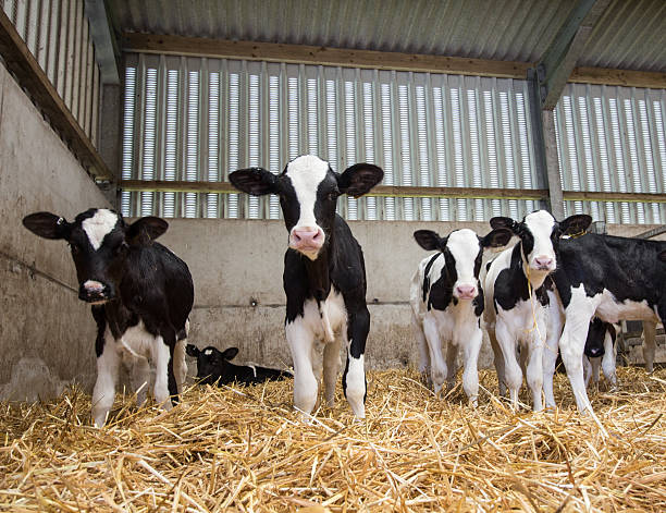 istock Baby calves in a barn 618979204