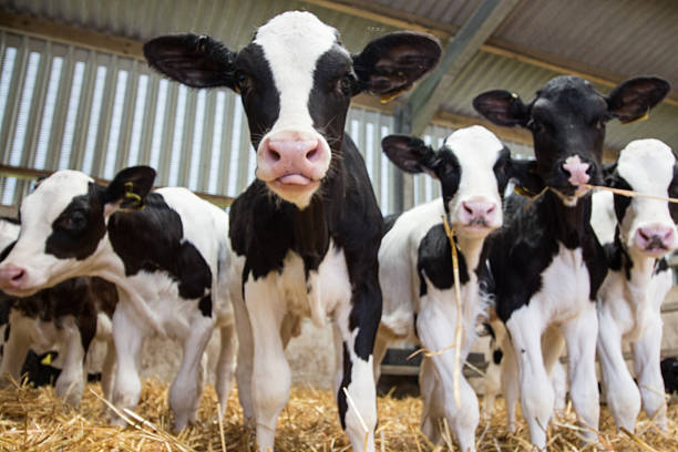 Baby calves in a barn