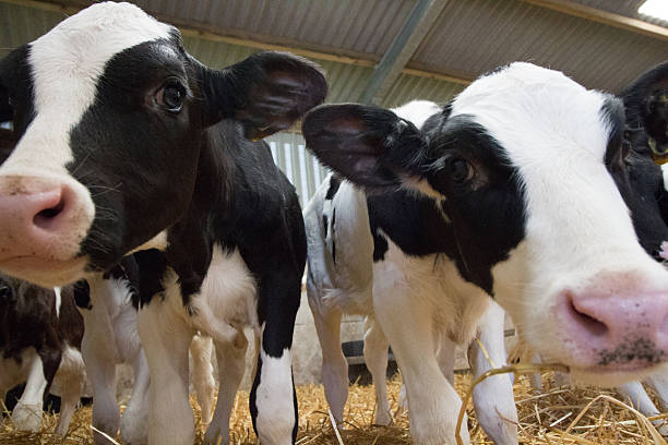 istock Baby calves in a barn 618979324