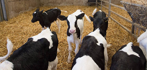istock Baby calves in a barn 618979394