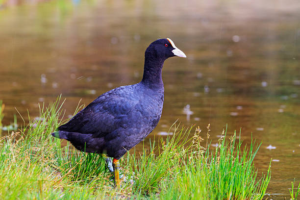 istock Black bird in a green grass under the rain 618979400