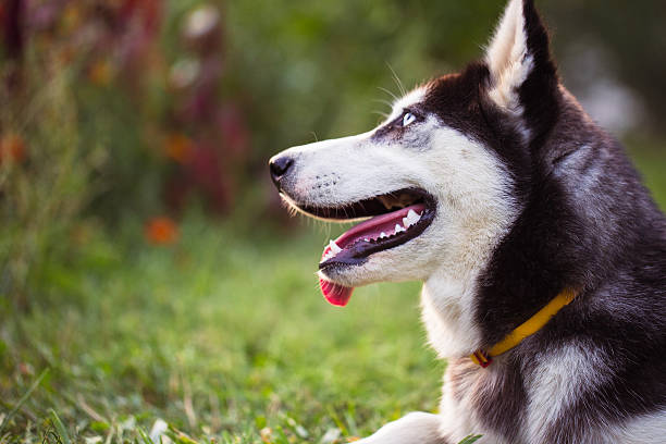 istock Siberian Husky. The Siberian Husky rests on the grass. 618979444