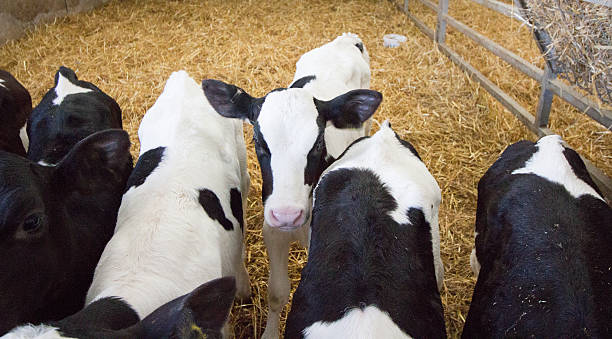 istock Baby calves in a barn 618979524