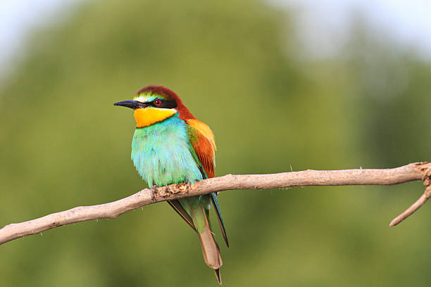 istock rare colored bird sitting on a dry branch 618979536