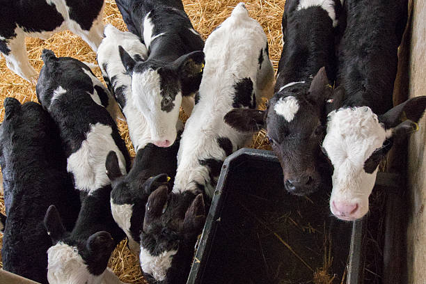 istock Baby calves in a barn 618979550