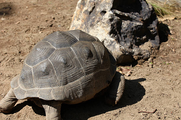 istock Turtles go about their business, Thailand 618980032