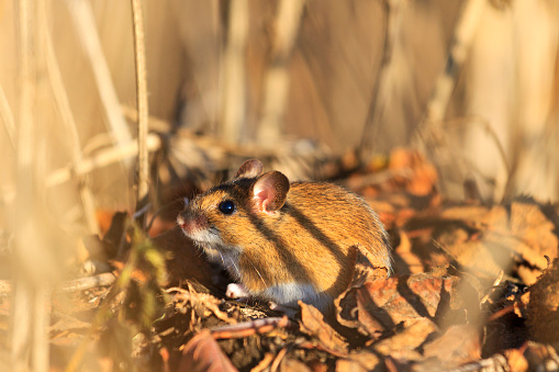 field mouse sits among dry grass and fallen leaves,animals, wildlife, rodents