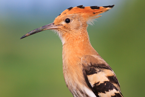 Upupa epops portrait on a green background,hoopoe, bangs, colored feathers