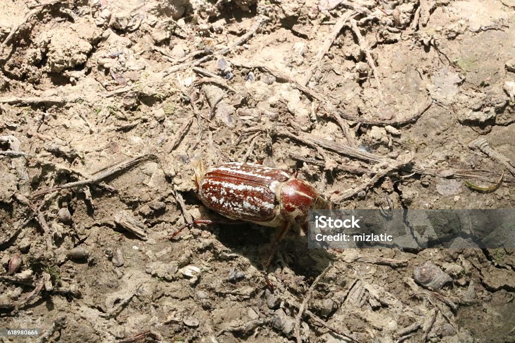 Huge chafer crawling on the gorund Huge chafer crawling on the gorund available in high-resolution and several sizes to fit the needs of your project Animal Stock Photo