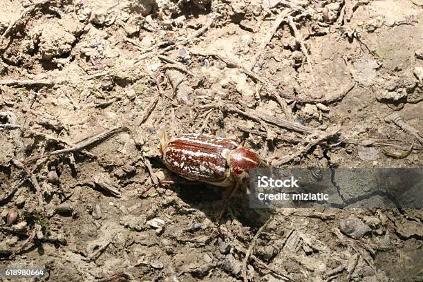 Huge Chafer Crawling On The Gorund Stock Photo - Download Image Now - Animal, Beetle, Brown