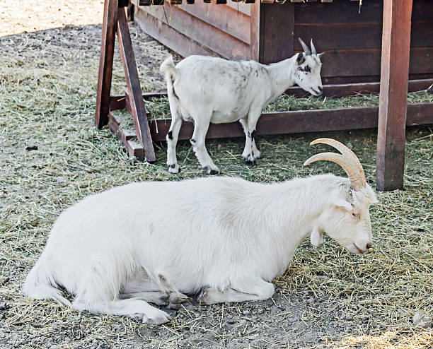istock White goat with kid, goatling, portrait close up 618981352