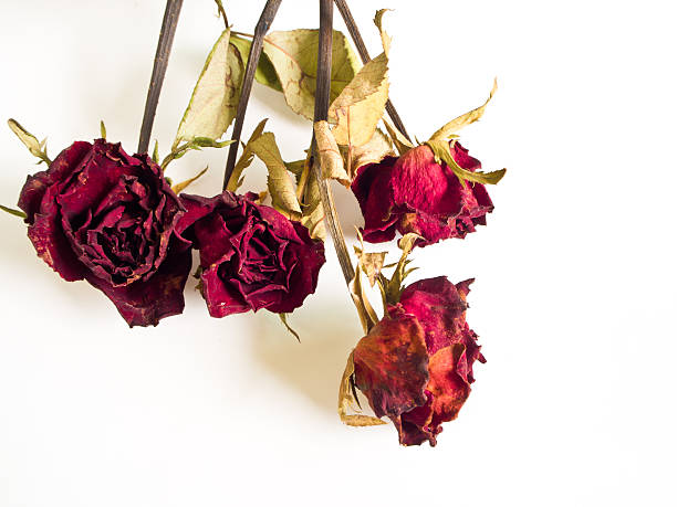 istock Petals and leaf of roses the Haggard 618981704