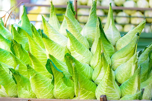 Pointed cabbage set up for sale at a local market. A delicious, ripe and fresh vegetable.