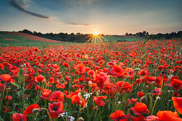 na zejdą słońce - flower red poppy sky zdjęcia i obrazy z banku zdjęć