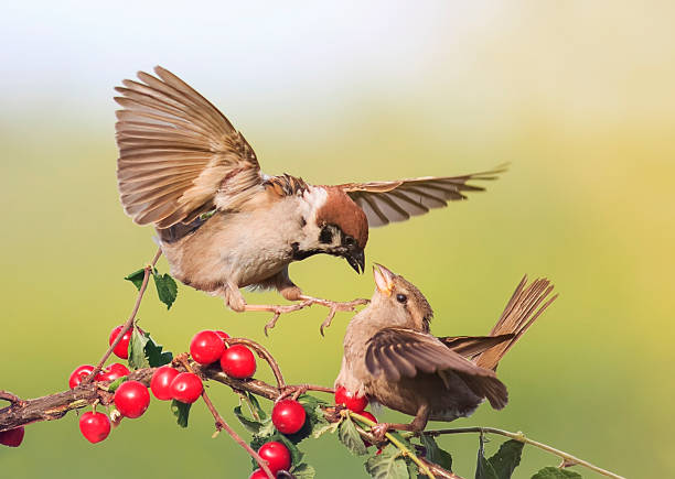 istock two birds arguing Sparrow on a branch with berries 619045494