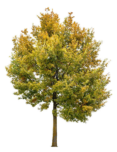 istock Autumnal oak tree isolated on white background 619046176