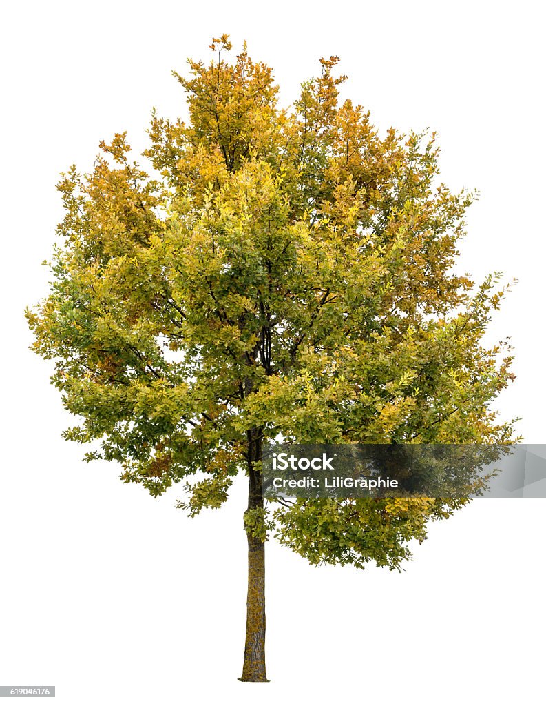 Autumnal oak tree isolated on white background Autumnal oak tree isolated on white background. Yellow red green leaves. Nature object Autumn Stock Photo