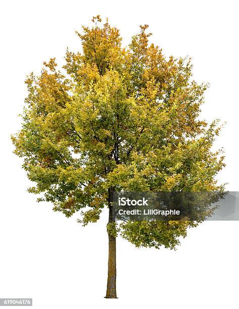 Autumnal Oak Tree Isolated On White Background Stock Photo - Download Image Now - Autumn, Bush, Forest