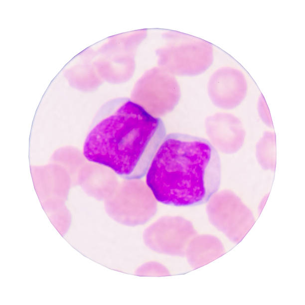 istock Blast of blood cells on white background. 619047998