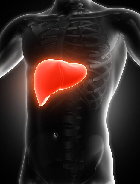 istock 3D medical image showing liver 619048120