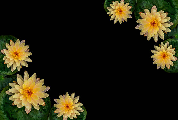 Lotus flower, frame with isolated black background, empty space for text