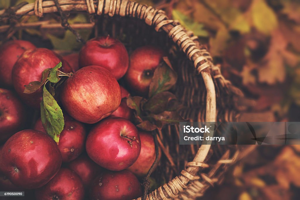 Freshly fallen and picked apples from an apple tree Apple - Fruit Stock Photo