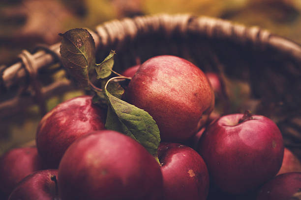 istock Freshly fallen and picked apples from an apple tree 619052058