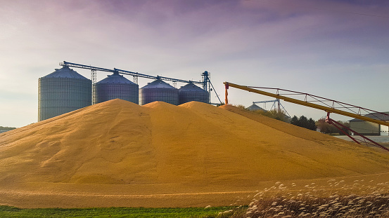 A bountiful harvest creates this dramatic scene as a  mountain of corn rises up near these grain bins in western Iowa. 