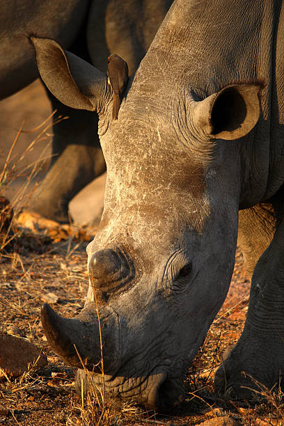 istock White Rhino - close up grazing 619053166