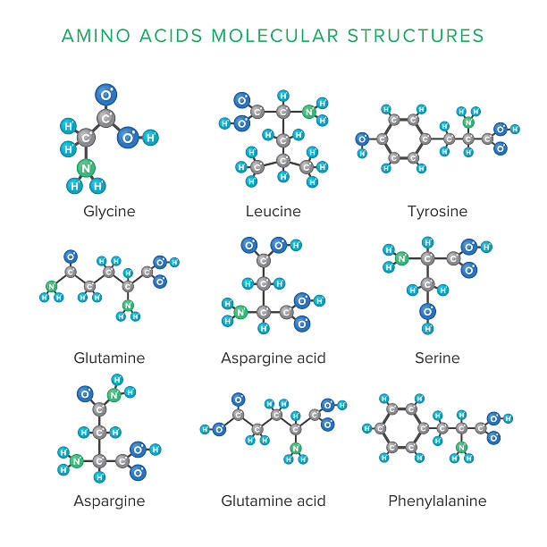 wektorowe struktury molekularne aminokwasów wyizolowanych na białym zestawie - s stock illustrations