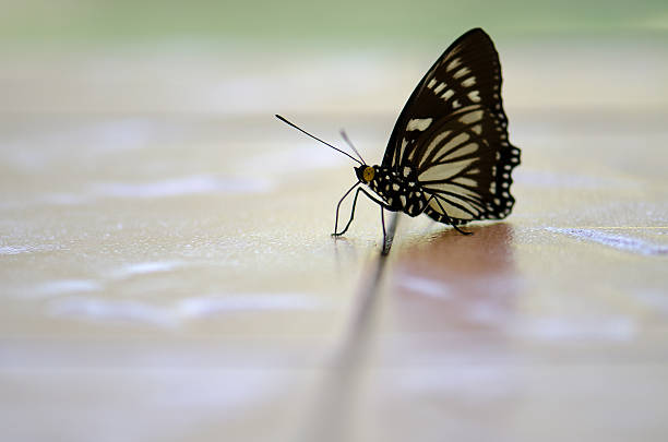 istock Butterfly black tops Thailand native sunbathing on concrete happ 619054208