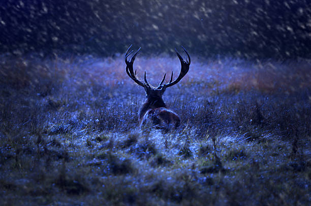 Lonely deer with big antlers walking at night in snowfall.