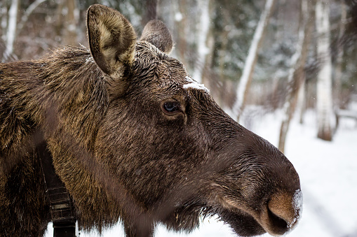 Moose looking through a fence. Kostroma region Russia