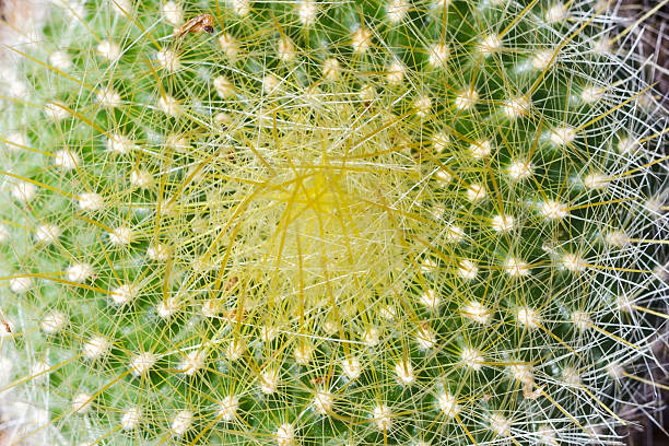 istock Parodia haselbergii cactus in macro, cactus in close-up, cactus 619055270