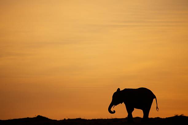 istock Elephant on a background of yellow sunrise 619055296