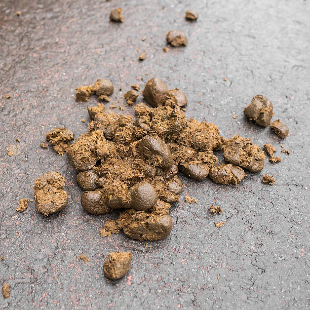 istock Horse manure on the asphalt. 619055340